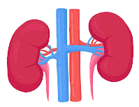 Nephrologist specialist doctor Khulna